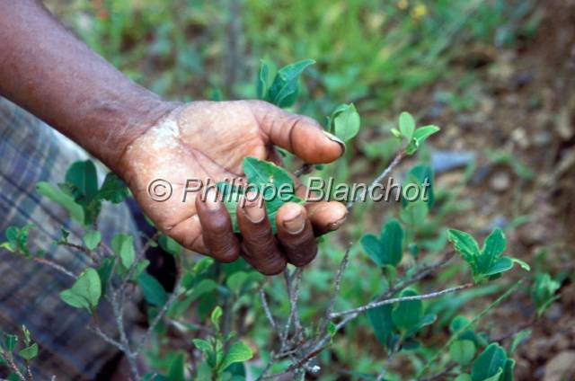 yungas bolivie  09.JPG - Récolte des feuilles de cocaYungas de Bolivie